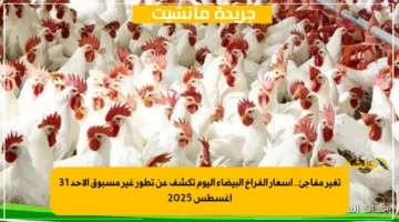 تغير مفاجئ.. أسعار الفراخ البيضاء اليوم تكشف عن تطور غير مسبوق الأحد 31 أغسطس 2025 1